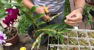 Enraizar Mudas de Orquídeas