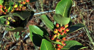 Eugenia Bimarginata