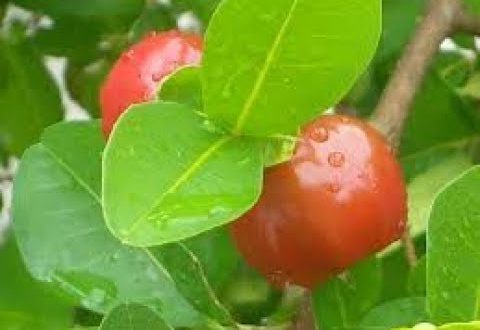 Folha de Acerola Para que Serve Benef cios do Ch de Acerola