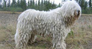 Komondor