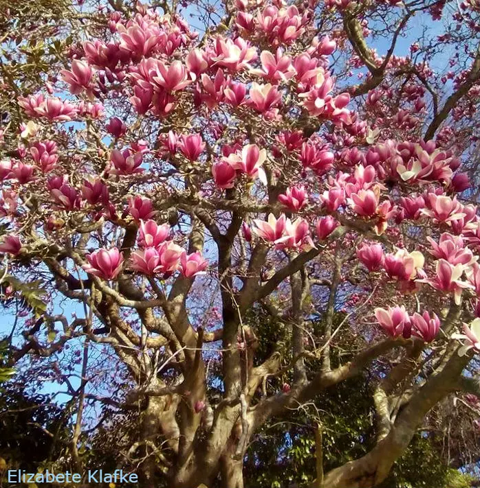 Magnólia Liliflora: Características, Nome Cientifico e Fotos | Mundo  Ecologia