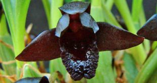 Maxillaria Schunkeana