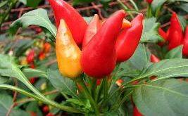 Pimenta Capsicum