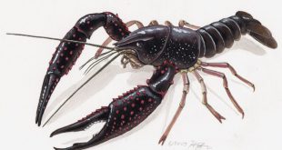 Procambarus Clarkii