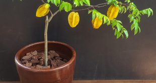 Pé de Carambola Pequeno em Vaso