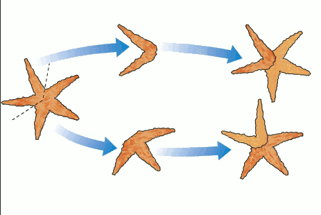 Reprodução da Estrela do Mar e Filhotes: Como Elas Se Reproduzem? | Mundo Ecologia