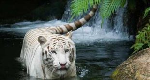 Tigre Siberiano Branco