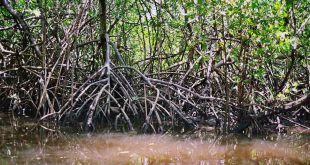 Tipos De Mangue