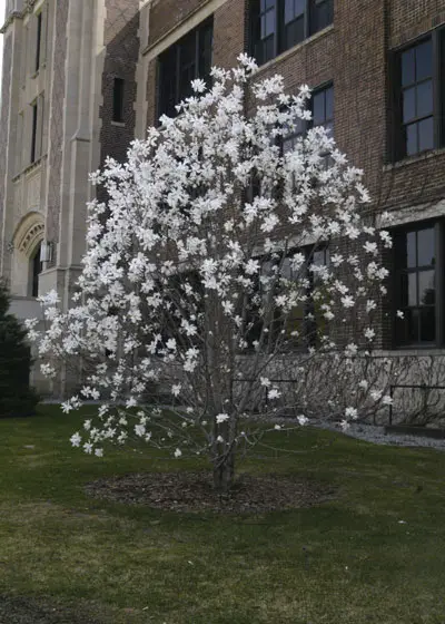 Magnolia Grandiflora: Nome Popular, Nome Cientifico e Fotos | Mundo Ecologia
