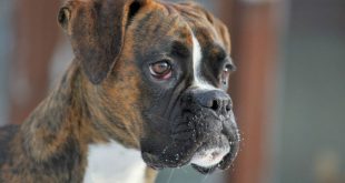 Boxers Tigrado Fotografado de Perto