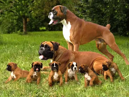 Doenças mais comuns em cães da raça Boxer