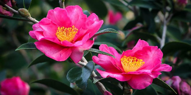 Camélia Camellia Sasanqua: Características e Fotos | Mundo Ecologia