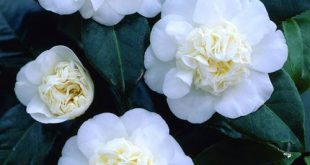 Camellia Japonica