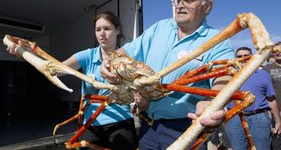 Caranguejo-Gigante-Japonese Pescado