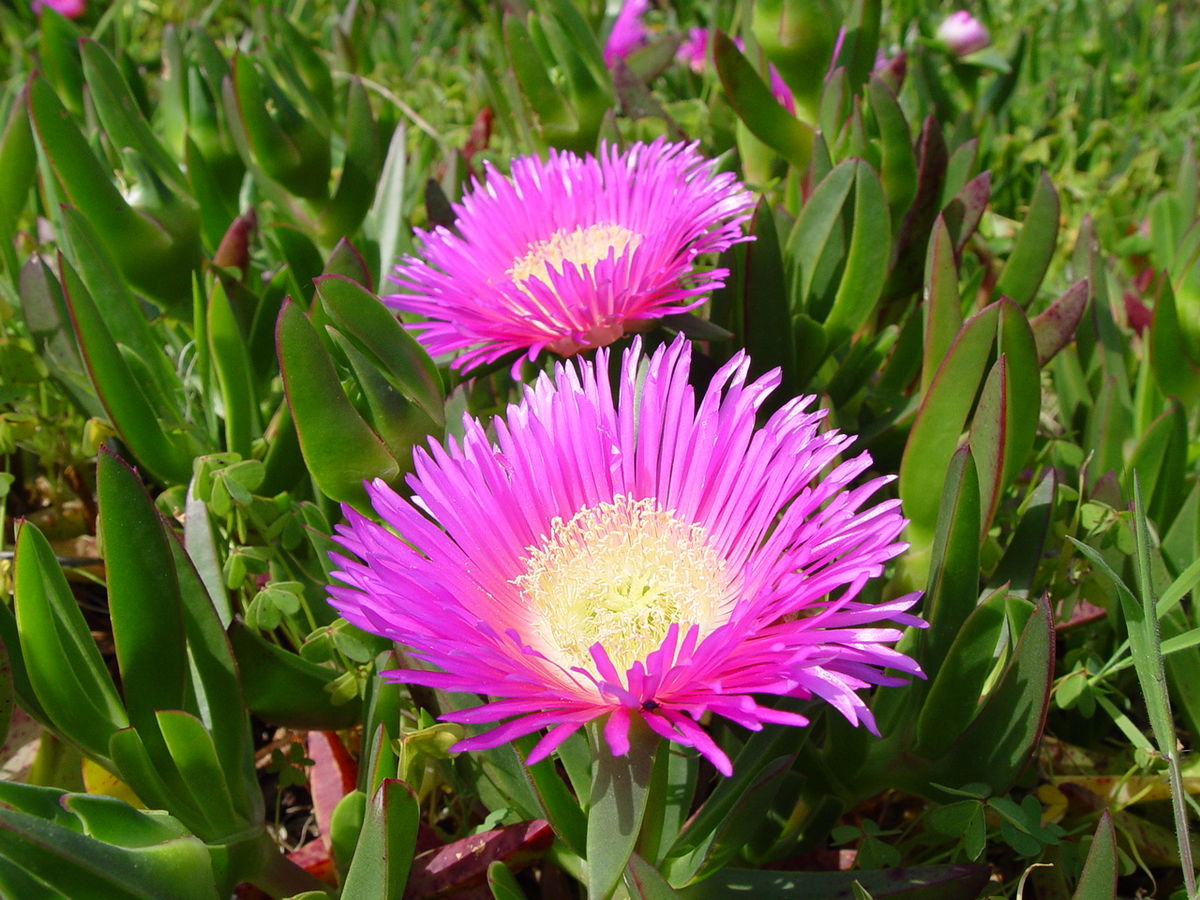 Carpobrotus Edulis no Jardim 