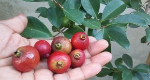 Homem Com Fruto do Araça Vermelho na Mão