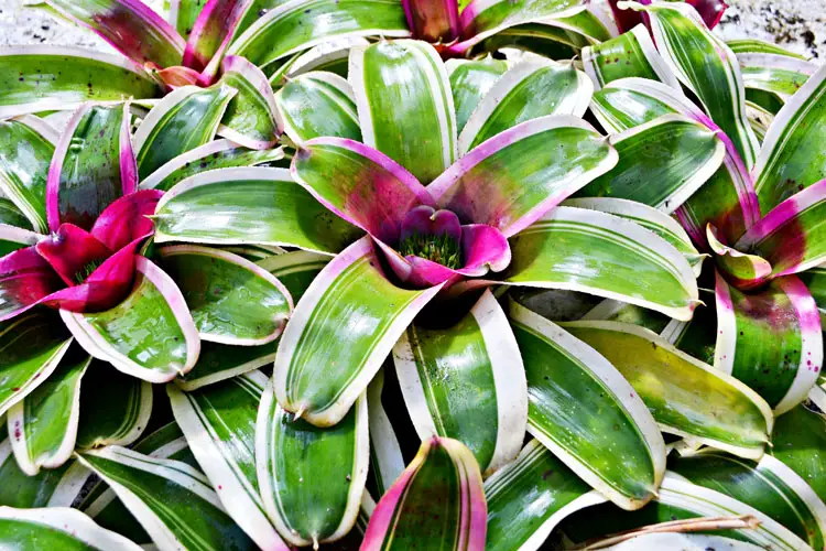 Neoregelia Morado