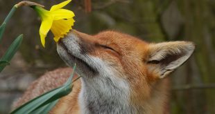 Raposa Cheirando Uma Flor