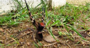 Aranha Armadeira na Grama