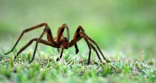 Aranha Armadeira na Grama