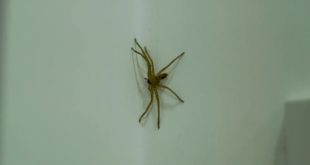 Aranha Grande Isolada na Parede de Um Quarto