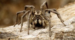 Aranha Lobo Em Cima de uma Pedra