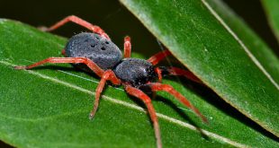 Aranha Preta e Laranja Em Cima da Folha de uma Planta