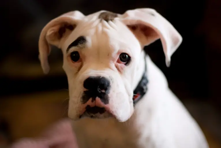 Cachorro Boxer Branco Fotos Cuidados Pirata Filhotes Mundo Ecologia 