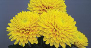 Chrysanthemum Snowdon Collection