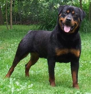 Rottweiler Cabeça De Touro