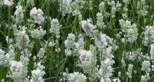 Lavandula Angustifolia 'nana Alba'