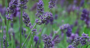 Lavandula Intermedia Provence