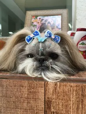 Lhasa Apso Fotografado de Frente 