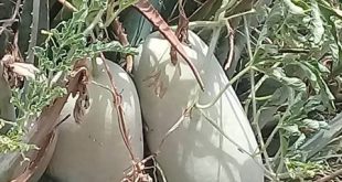 Melancia Caiana, Também Conhecida Como Melancia Forrageira