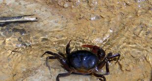 Mini Caranguejo De Aguá Doce Andando na Beira da Água