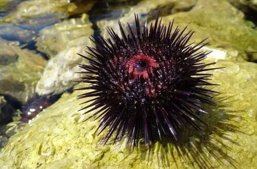 Ourico Do Mar Tem Veneno Ele E Perigoso Mundo Ecologia