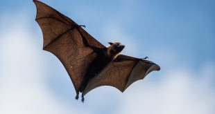 Pteropus Vampyrus Voando