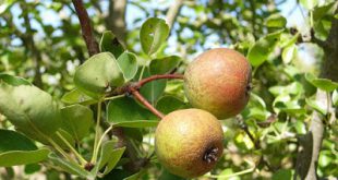 Pyrus Cossonii