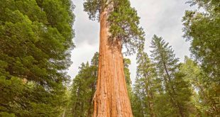 Sequoia no Meio da Floresta