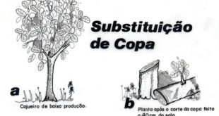 Substituição Da Copa De Cajueiro