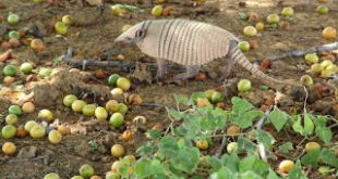 Tatu-Peba E O Fruto Do Imbuzeiro