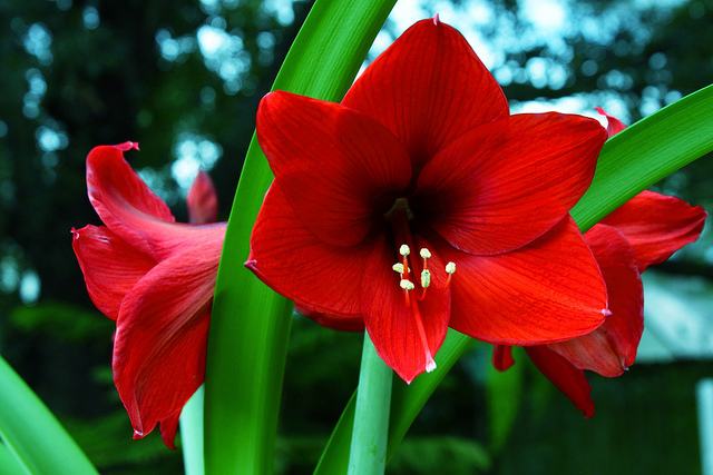 Diferenças Entre a Flor Lírio e a Amarílis: Amarílis é um Lírio? | Mundo  Ecologia