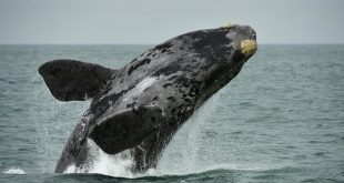 Baleia Franca do Atlântico Norte Saltando na Água