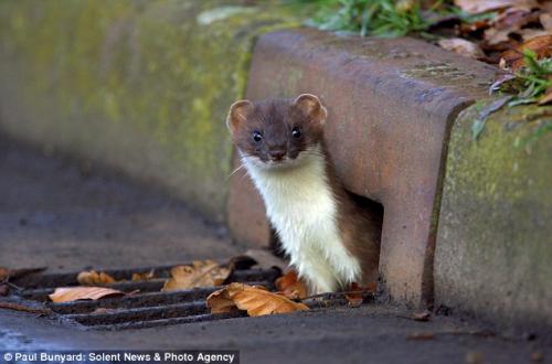 O que é essa dobrinha/buraco na orelha de cães e gatos? Ela tem um nome  específico? Pra que ela serve ou e qual sua explicação evolutiva? : r/brasil