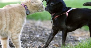 Gato se Estranhando com Um Cachorro