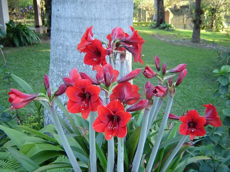 Jardim de Amarílis: Como Montar Um e Fotos de Belos Jardins | Mundo Ecologia