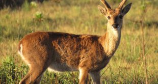 Macho Adulto de Veado Campeiro no Parque Nacional da Serra da Canastra