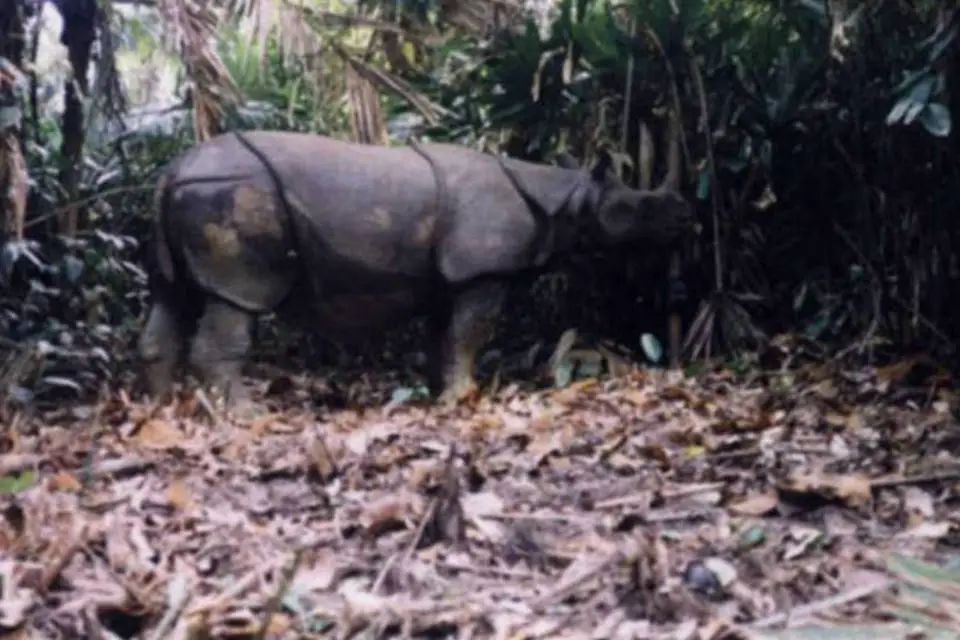 Rinoceronte de Java Fotografado na Floresta