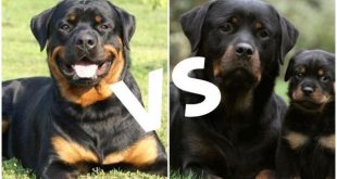 Rottweiler Alemão e o Americano