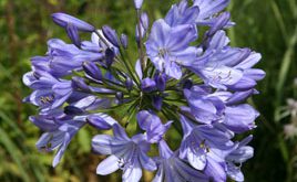 Agapanthus Caulescens